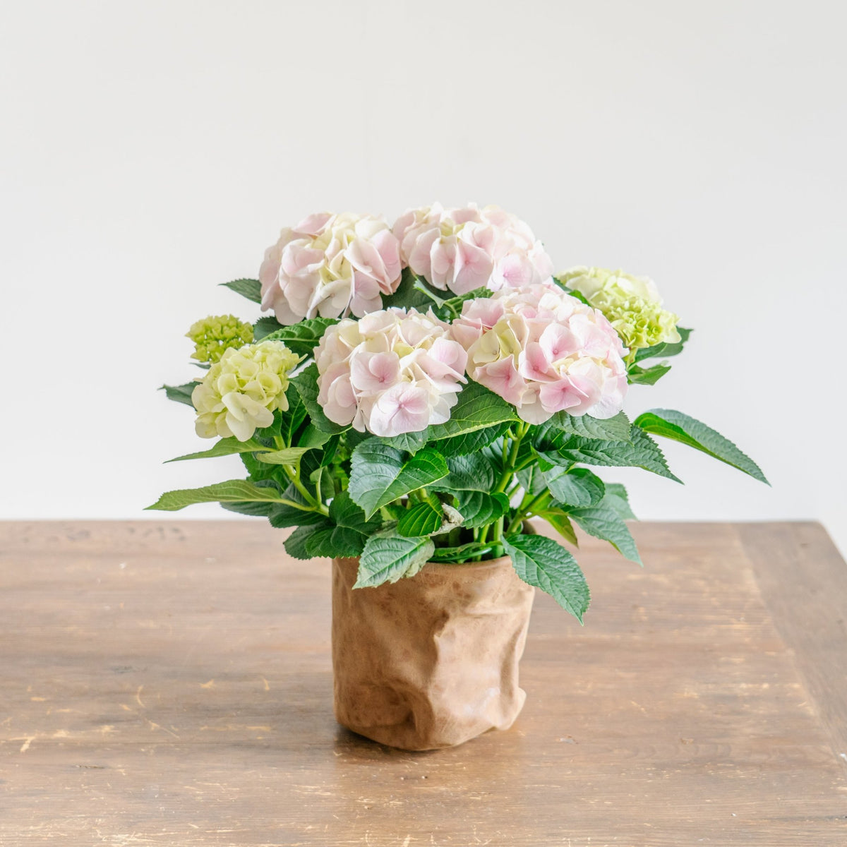 母の日 アジサイのギフトをオーダーするならFlower&amp;Plants tette │ 「手から手へ、想いを運ぶフラワーショップ」【板橋駅徒歩4分】【熟練フローリスト夫婦が運営】【最短2営業日で発送】【24時間365日注文OK】【ギフトは3300円〜】フラワーギフトを手から手へ、想いを込めたブーケやアレンジメントで大切な人に感謝と愛情を。シーンや用途に合わせて選びやすい豊富な種