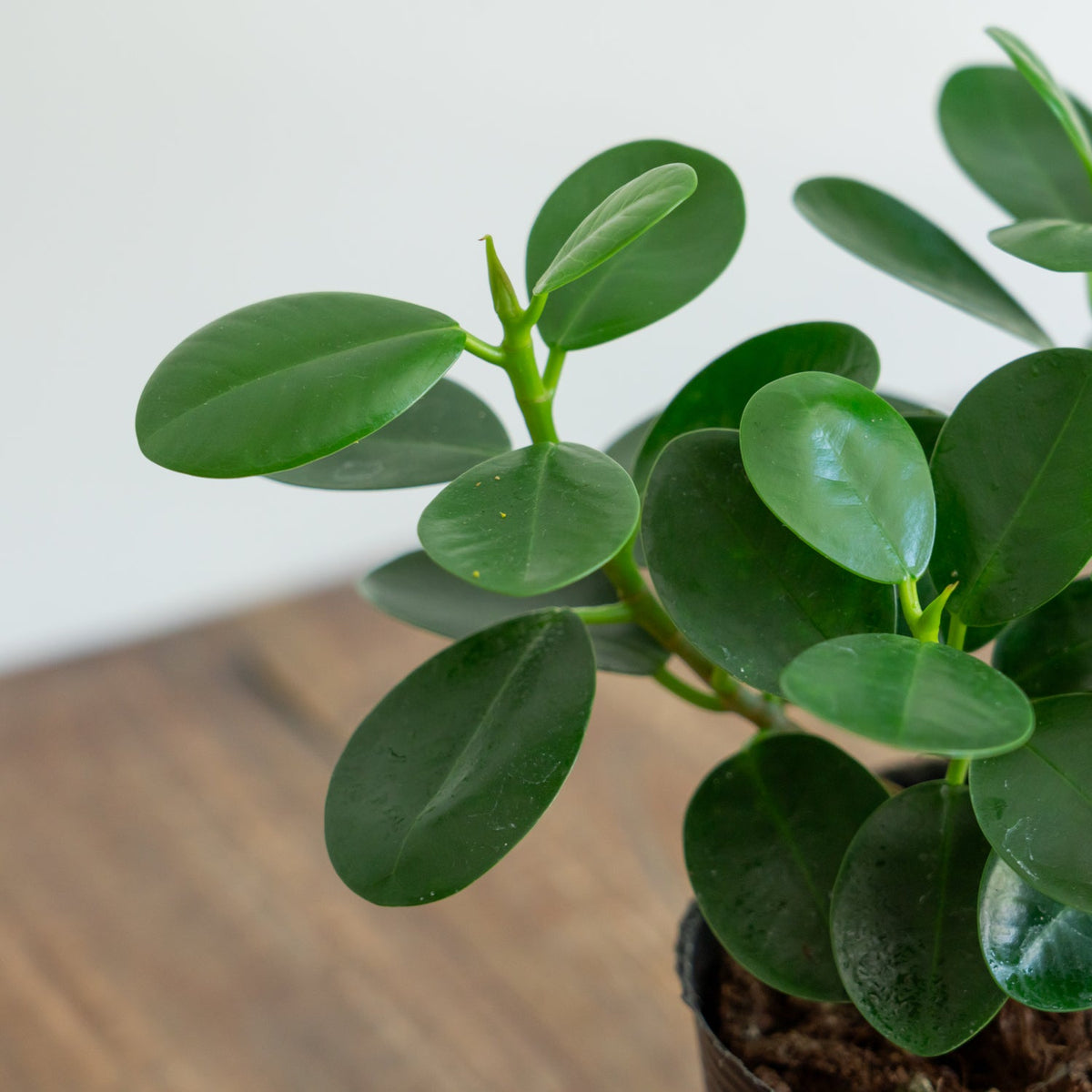 フィカス　ミクロフィラパンダをオーダーするならFlower&amp;Plants tette │ 「手から手へ、想いを運ぶフラワーショップ」【板橋駅徒歩4分】【熟練フローリスト夫婦が運営】【最短2営業日で発送】【24時間365日注文OK】【ギフトは3300円〜】フラワーギフトを手から手へ、想いを込めたブーケやアレンジメントで大切な人に感謝と愛情を。シーンや用途に合わせて選びやすい豊富な種