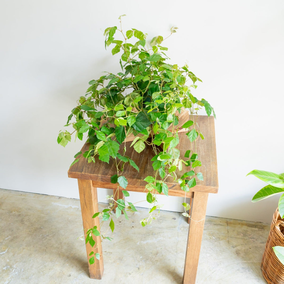 グレープアイビーをオーダーするならFlower&amp;Plants tette │ 「手から手へ、想いを運ぶフラワーショップ」【板橋駅徒歩4分】【熟練フローリスト夫婦が運営】【最短2営業日で発送】【24時間365日注文OK】【ギフトは3300円〜】フラワーギフトを手から手へ、想いを込めたブーケやアレンジメントで大切な人に感謝と愛情を。シーンや用途に合わせて選びやすい豊富な種