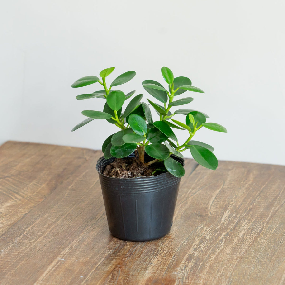 フィカス　ミクロフィラパンダをオーダーするならFlower&amp;Plants tette │ 「手から手へ、想いを運ぶフラワーショップ」【板橋駅徒歩4分】【熟練フローリスト夫婦が運営】【最短2営業日で発送】【24時間365日注文OK】【ギフトは3300円〜】フラワーギフトを手から手へ、想いを込めたブーケやアレンジメントで大切な人に感謝と愛情を。シーンや用途に合わせて選びやすい豊富な種
