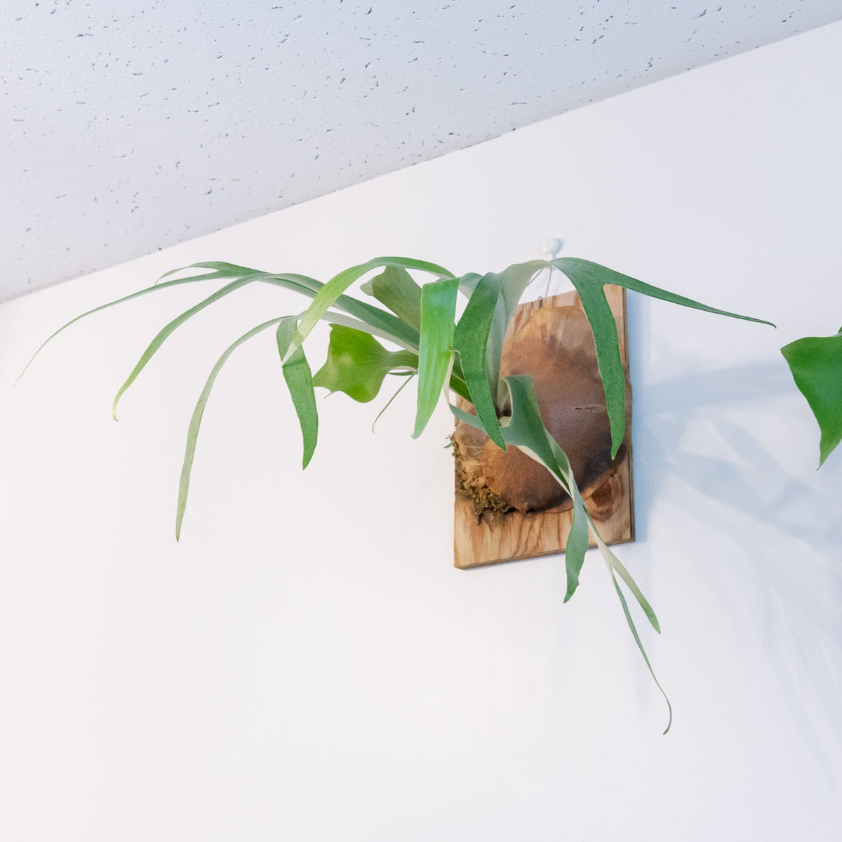 ビカクシダ　サウスシーをオーダーするならFlower&amp;Plants tette │ 「手から手へ、想いを運ぶフラワーショップ」【板橋駅徒歩4分】【熟練フローリスト夫婦が運営】【最短2営業日で発送】【24時間365日注文OK】【ギフトは3300円〜】フラワーギフトを手から手へ、想いを込めたブーケやアレンジメントで大切な人に感謝と愛情を。シーンや用途に合わせて選びやすい豊富な種