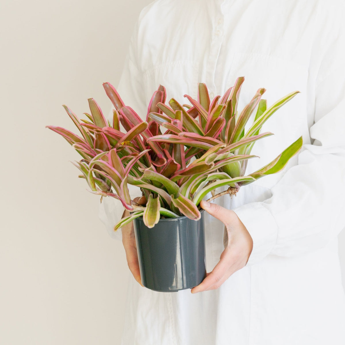 ネオレゲリア・ファイアーボールをオーダーするならFlower&amp;Plants tette │ 「手から手へ、想いを運ぶフラワーショップ」【板橋駅徒歩4分】【熟練フローリスト夫婦が運営】【最短2営業日で発送】【24時間365日注文OK】【ギフトは3300円〜】フラワーギフトを手から手へ、想いを込めたブーケやアレンジメントで大切な人に感謝と愛情を。シーンや用途に合わせて選びやすい豊富な種