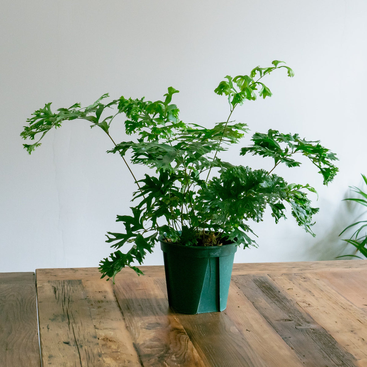 フレポディウム ファラックスをオーダーするならFlower&amp;Plants tette │ 「手から手へ、想いを運ぶフラワーショップ」【板橋駅徒歩4分】【熟練フローリスト夫婦が運営】【最短2営業日で発送】【24時間365日注文OK】【ギフトは3300円〜】フラワーギフトを手から手へ、想いを込めたブーケやアレンジメントで大切な人に感謝と愛情を。シーンや用途に合わせて選びやすい豊富な種