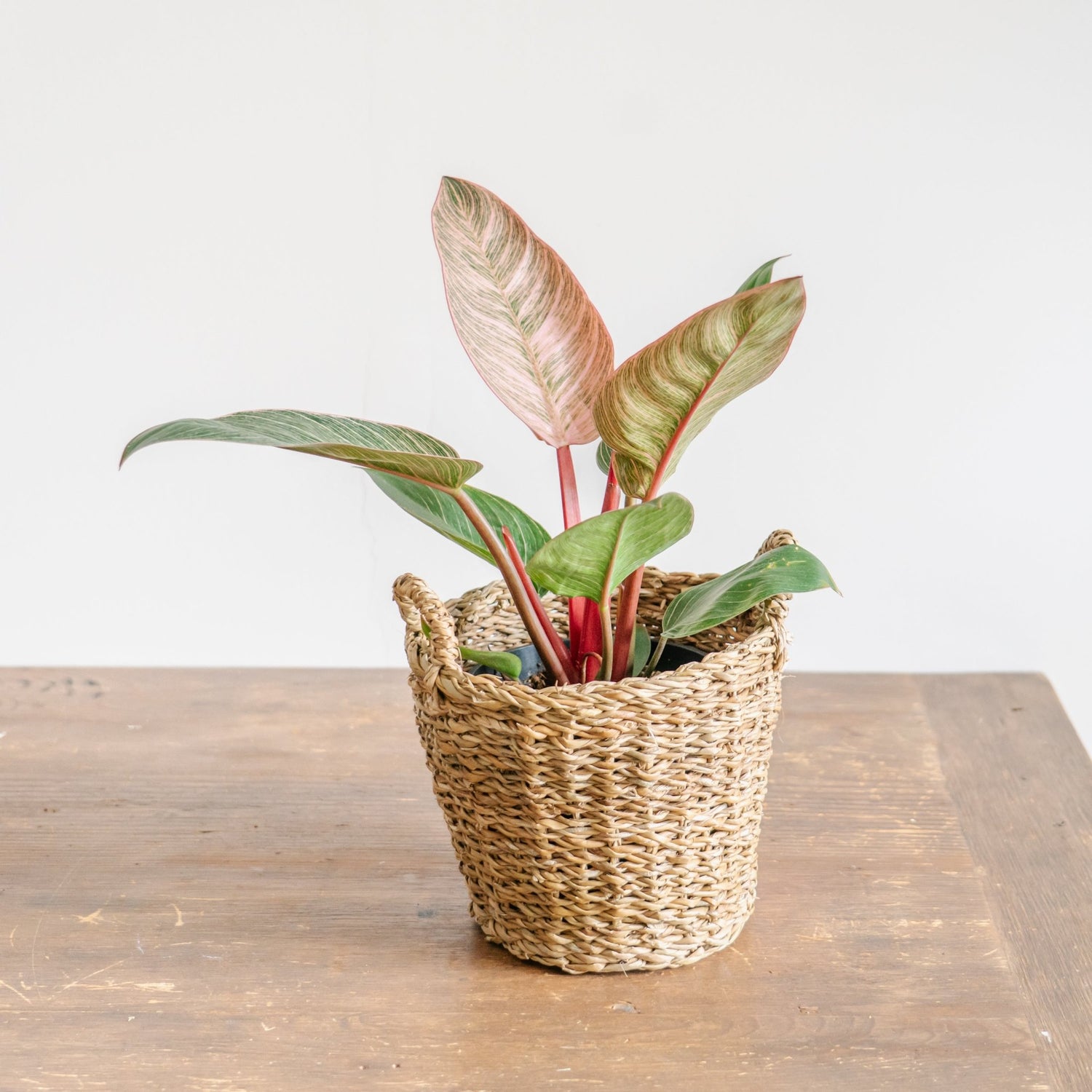 母の日 フィロデンドロン ピンクバーキンのギフトをオーダーするならFlower&amp;Plants tette │ 「手から手へ、想いを運ぶフラワーショップ」【板橋駅徒歩4分】【熟練フローリスト夫婦が運営】【最短2営業日で発送】【24時間365日注文OK】【ギフトは3300円〜】フラワーギフトを手から手へ、想いを込めたブーケやアレンジメントで大切な人に感謝と愛情を。シーンや用途に合わせて選びやすい豊富な種