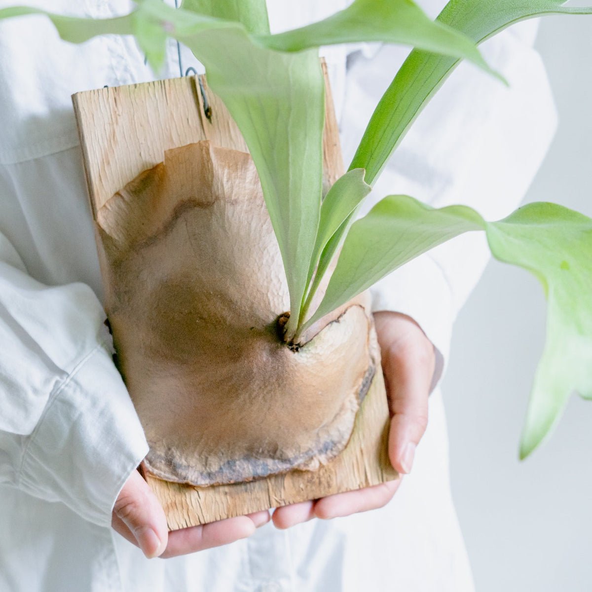 ビカクシダ　ヒリーをオーダーするならFlower&amp;Plants tette │ 「手から手へ、想いを運ぶフラワーショップ」【板橋駅徒歩4分】【熟練フローリスト夫婦が運営】【最短2営業日で発送】【24時間365日注文OK】【ギフトは3300円〜】フラワーギフトを手から手へ、想いを込めたブーケやアレンジメントで大切な人に感謝と愛情を。シーンや用途に合わせて選びやすい豊富な種