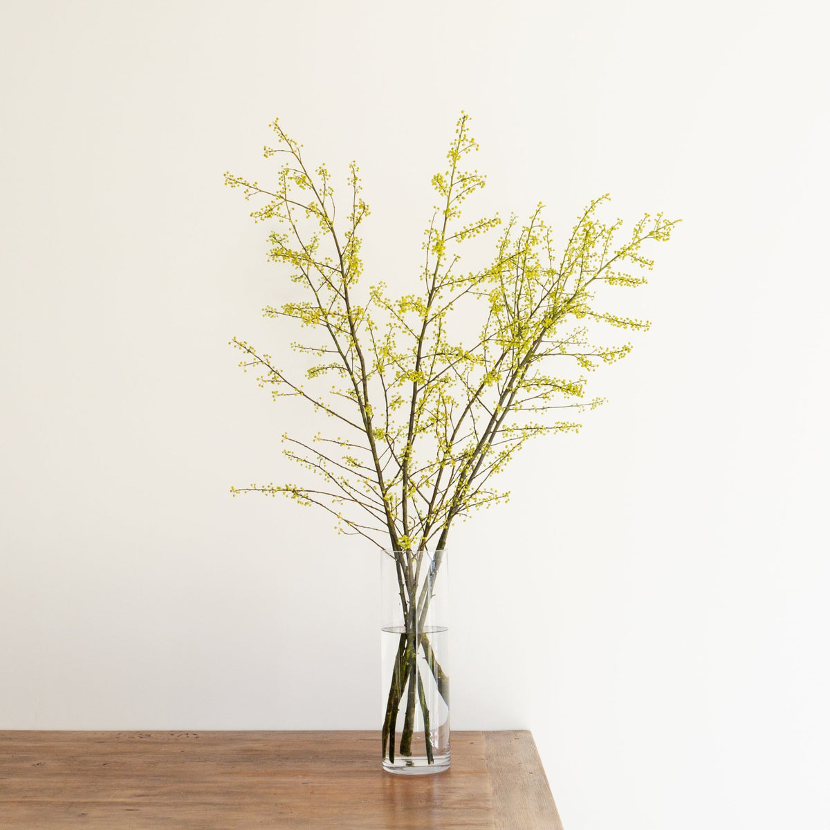 枝もの定期便をオーダーするならFlower&amp;Plants tette │ 「手から手へ、想いを運ぶフラワーショップ」【板橋駅徒歩4分】【熟練フローリスト夫婦が運営】【最短2営業日で発送】【24時間365日注文OK】【ギフトは3300円〜】フラワーギフトを手から手へ、想いを込めたブーケやアレンジメントで大切な人に感謝と愛情を。シーンや用途に合わせて選びやすい豊富な種