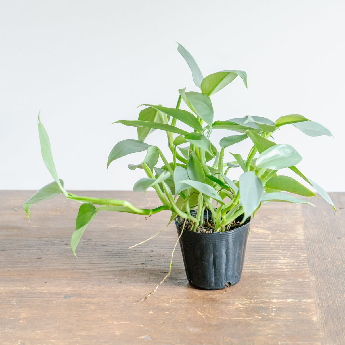 フィロデンドロン シルバーメタルをオーダーするならFlower&amp;Plants tette │ 「手から手へ、想いを運ぶフラワーショップ」【板橋駅徒歩4分】【熟練フローリスト夫婦が運営】【最短2営業日で発送】【24時間365日注文OK】【ギフトは3300円〜】フラワーギフトを手から手へ、想いを込めたブーケやアレンジメントで大切な人に感謝と愛情を。シーンや用途に合わせて選びやすい豊富な種