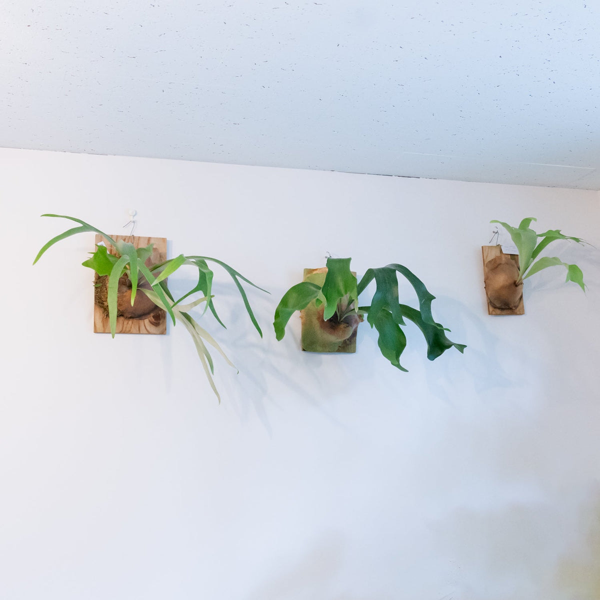 ビカクシダ　ヒリーをオーダーするならFlower&amp;Plants tette │ 「手から手へ、想いを運ぶフラワーショップ」【板橋駅徒歩4分】【熟練フローリスト夫婦が運営】【最短2営業日で発送】【24時間365日注文OK】【ギフトは3300円〜】フラワーギフトを手から手へ、想いを込めたブーケやアレンジメントで大切な人に感謝と愛情を。シーンや用途に合わせて選びやすい豊富な種