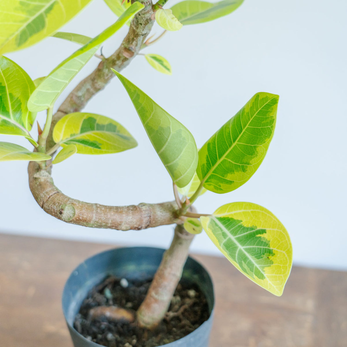 フィカス アルテシマをオーダーするならFlower&amp;Plants tette │ 「手から手へ、想いを運ぶフラワーショップ」【板橋駅徒歩4分】【熟練フローリスト夫婦が運営】【最短2営業日で発送】【24時間365日注文OK】【ギフトは3300円〜】フラワーギフトを手から手へ、想いを込めたブーケやアレンジメントで大切な人に感謝と愛情を。シーンや用途に合わせて選びやすい豊富な種