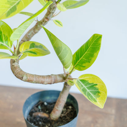 フィカス アルテシマをオーダーするならFlower&amp;Plants tette │ 「手から手へ、想いを運ぶフラワーショップ」【板橋駅徒歩4分】【熟練フローリスト夫婦が運営】【最短2営業日で発送】【24時間365日注文OK】【ギフトは3300円〜】フラワーギフトを手から手へ、想いを込めたブーケやアレンジメントで大切な人に感謝と愛情を。シーンや用途に合わせて選びやすい豊富な種