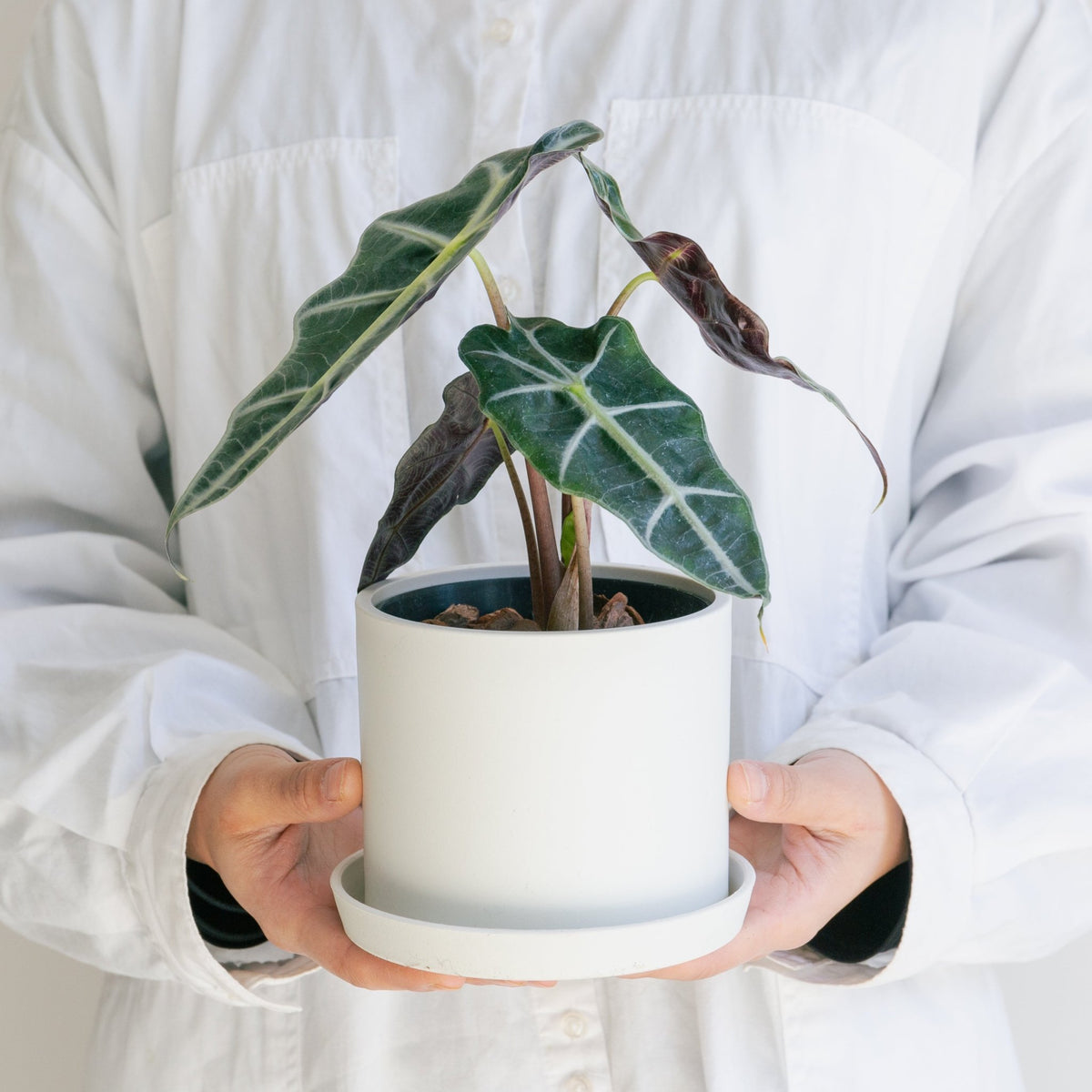 アロカシア アマゾニアをオーダーするならFlower&amp;Plants tette │ 「手から手へ、想いを運ぶフラワーショップ」【板橋駅徒歩4分】【熟練フローリスト夫婦が運営】【最短2営業日で発送】【24時間365日注文OK】【ギフトは3300円〜】フラワーギフトを手から手へ、想いを込めたブーケやアレンジメントで大切な人に感謝と愛情を。シーンや用途に合わせて選びやすい豊富な種