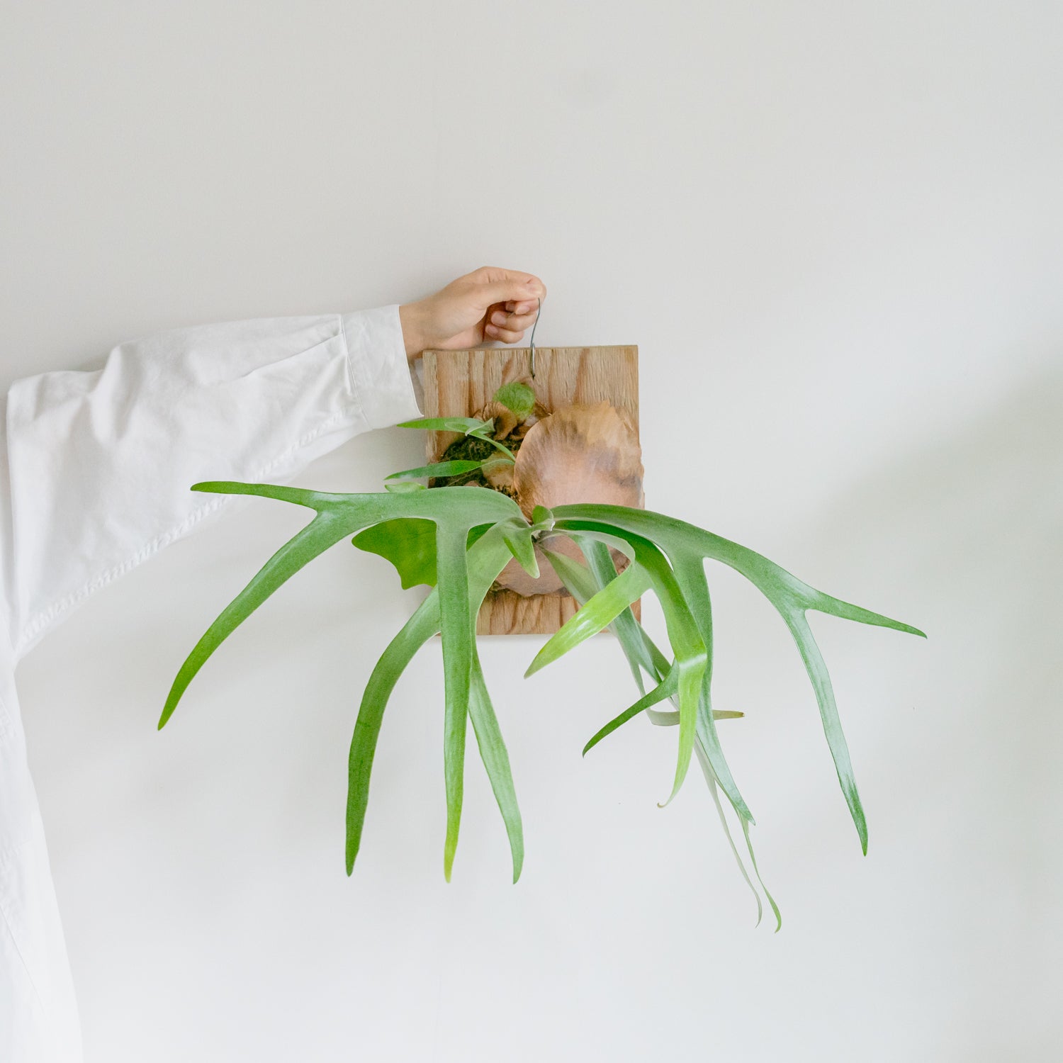ビカクシダ　サウスシーをオーダーするならFlower&amp;Plants tette │ 「手から手へ、想いを運ぶフラワーショップ」【板橋駅徒歩4分】【熟練フローリスト夫婦が運営】【最短2営業日で発送】【24時間365日注文OK】【ギフトは3300円〜】フラワーギフトを手から手へ、想いを込めたブーケやアレンジメントで大切な人に感謝と愛情を。シーンや用途に合わせて選びやすい豊富な種