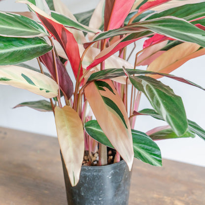 カラテア トリオスターをオーダーするならFlower&amp;Plants tette │ 「手から手へ、想いを運ぶフラワーショップ」【板橋駅徒歩4分】【熟練フローリスト夫婦が運営】【最短2営業日で発送】【24時間365日注文OK】【ギフトは3300円〜】フラワーギフトを手から手へ、想いを込めたブーケやアレンジメントで大切な人に感謝と愛情を。シーンや用途に合わせて選びやすい豊富な種