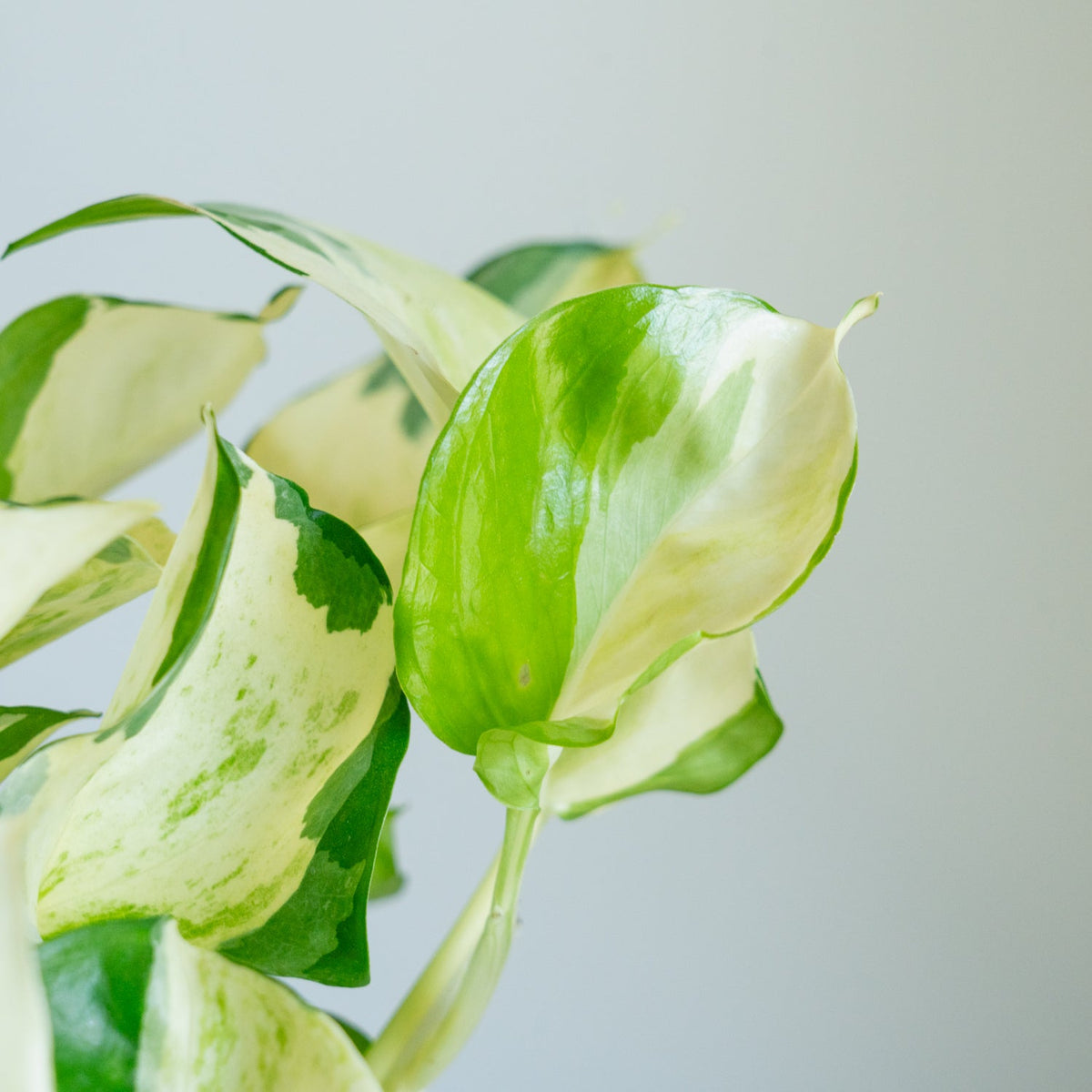 ポトス ステータスをオーダーするならFlower&amp;Plants tette │ 「手から手へ、想いを運ぶフラワーショップ」【板橋駅徒歩4分】【熟練フローリスト夫婦が運営】【最短2営業日で発送】【24時間365日注文OK】【ギフトは3300円〜】フラワーギフトを手から手へ、想いを込めたブーケやアレンジメントで大切な人に感謝と愛情を。シーンや用途に合わせて選びやすい豊富な種