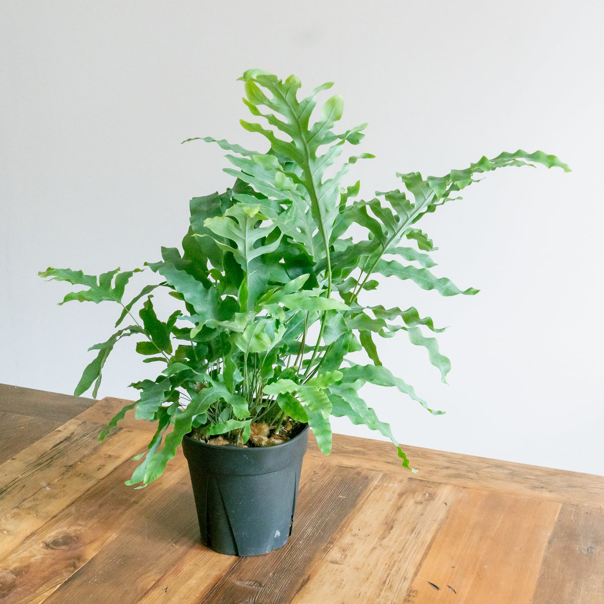 フレポディウム　ブルースターをオーダーするならFlower&amp;Plants tette │ 「手から手へ、想いを運ぶフラワーショップ」【板橋駅徒歩4分】【熟練フローリスト夫婦が運営】【最短2営業日で発送】【24時間365日注文OK】【ギフトは3300円〜】フラワーギフトを手から手へ、想いを込めたブーケやアレンジメントで大切な人に感謝と愛情を。シーンや用途に合わせて選びやすい豊富な種