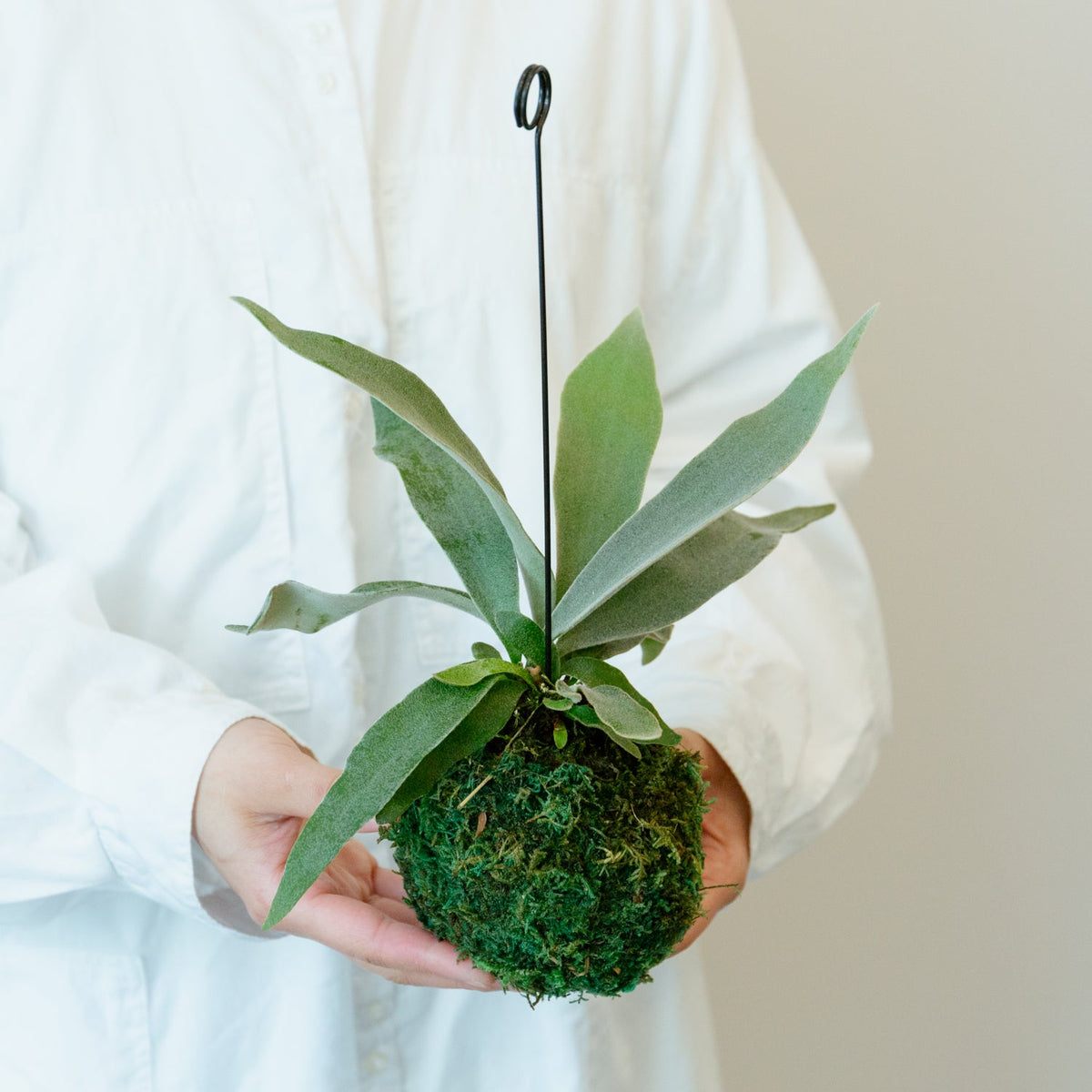 ビカクシダ　ヴィーチーをオーダーするならFlower&amp;Plants tette │ 「手から手へ、想いを運ぶフラワーショップ」【板橋駅徒歩4分】【熟練フローリスト夫婦が運営】【最短2営業日で発送】【24時間365日注文OK】【ギフトは3300円〜】フラワーギフトを手から手へ、想いを込めたブーケやアレンジメントで大切な人に感謝と愛情を。シーンや用途に合わせて選びやすい豊富な種