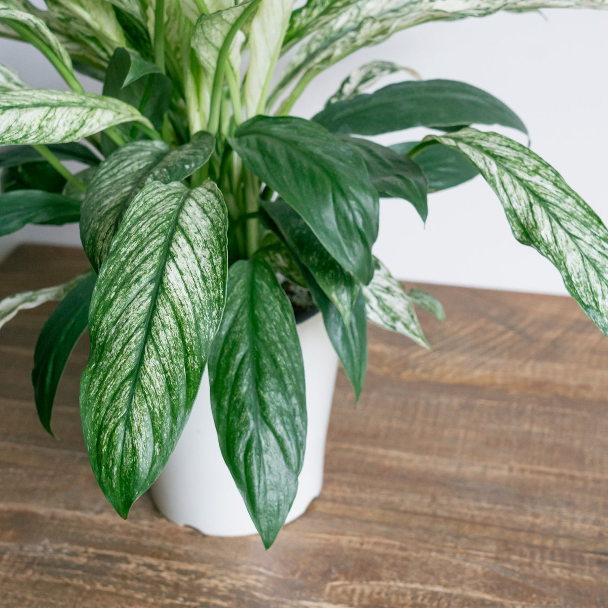 スパティフィラム・センセーション　バリエガータをオーダーするならFlower&amp;Plants tette │ 「手から手へ、想いを運ぶフラワーショップ」【板橋駅徒歩4分】【熟練フローリスト夫婦が運営】【最短2営業日で発送】【24時間365日注文OK】【ギフトは3300円〜】フラワーギフトを手から手へ、想いを込めたブーケやアレンジメントで大切な人に感謝と愛情を。シーンや用途に合わせて選びやすい豊富な種