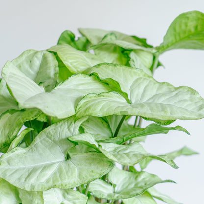 シンゴジウムをオーダーするならFlower&amp;Plants tette │ 「手から手へ、想いを運ぶフラワーショップ」【板橋駅徒歩4分】【熟練フローリスト夫婦が運営】【最短2営業日で発送】【24時間365日注文OK】【ギフトは3300円〜】フラワーギフトを手から手へ、想いを込めたブーケやアレンジメントで大切な人に感謝と愛情を。シーンや用途に合わせて選びやすい豊富な種