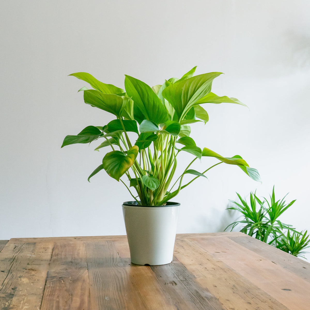 ホマロメナサンシャインジェムをオーダーするならFlower&amp;Plants tette │ 「手から手へ、想いを運ぶフラワーショップ」【板橋駅徒歩4分】【熟練フローリスト夫婦が運営】【最短2営業日で発送】【24時間365日注文OK】【ギフトは3300円〜】フラワーギフトを手から手へ、想いを込めたブーケやアレンジメントで大切な人に感謝と愛情を。シーンや用途に合わせて選びやすい豊富な種