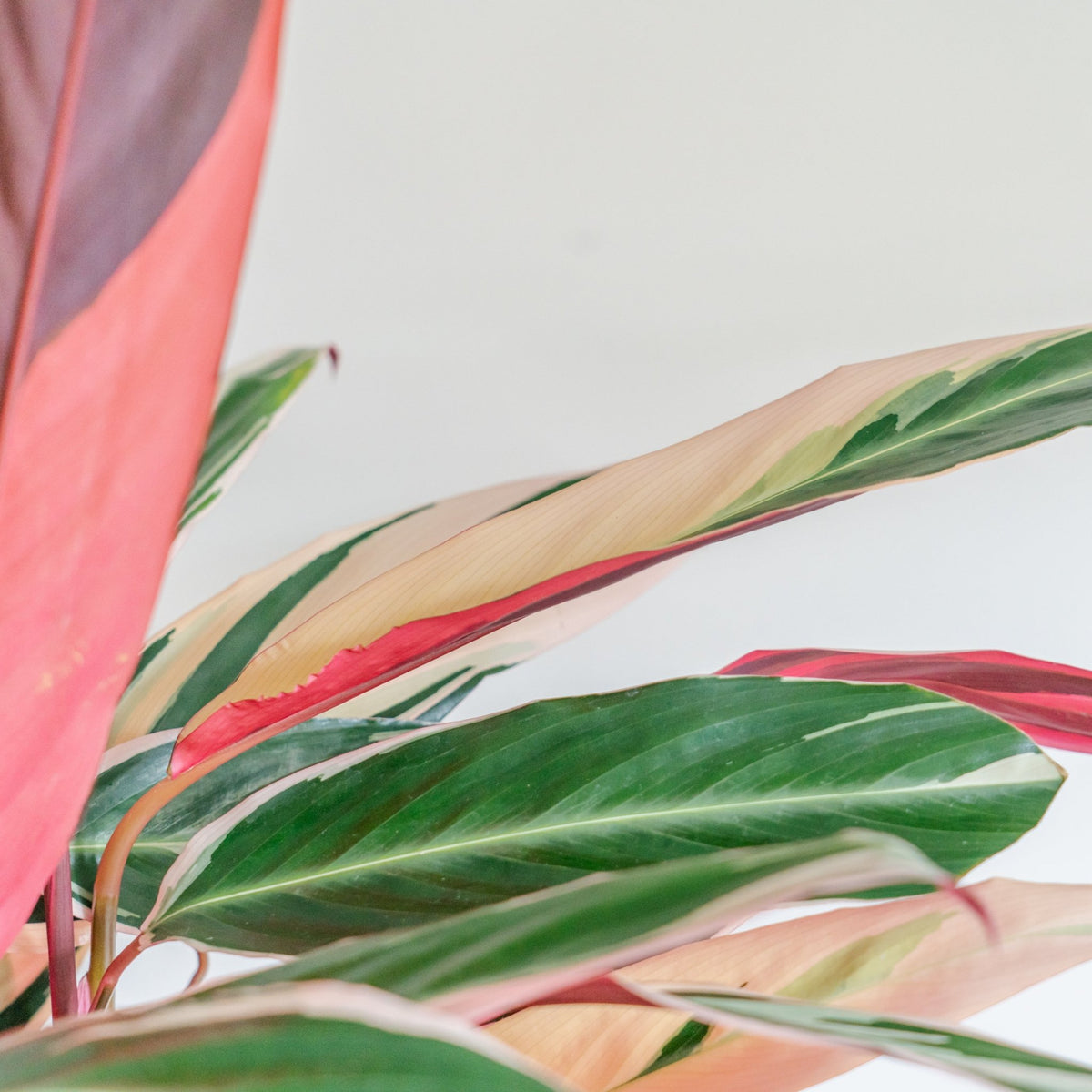 カラテア トリオスターをオーダーするならFlower&amp;Plants tette │ 「手から手へ、想いを運ぶフラワーショップ」【板橋駅徒歩4分】【熟練フローリスト夫婦が運営】【最短2営業日で発送】【24時間365日注文OK】【ギフトは3300円〜】フラワーギフトを手から手へ、想いを込めたブーケやアレンジメントで大切な人に感謝と愛情を。シーンや用途に合わせて選びやすい豊富な種