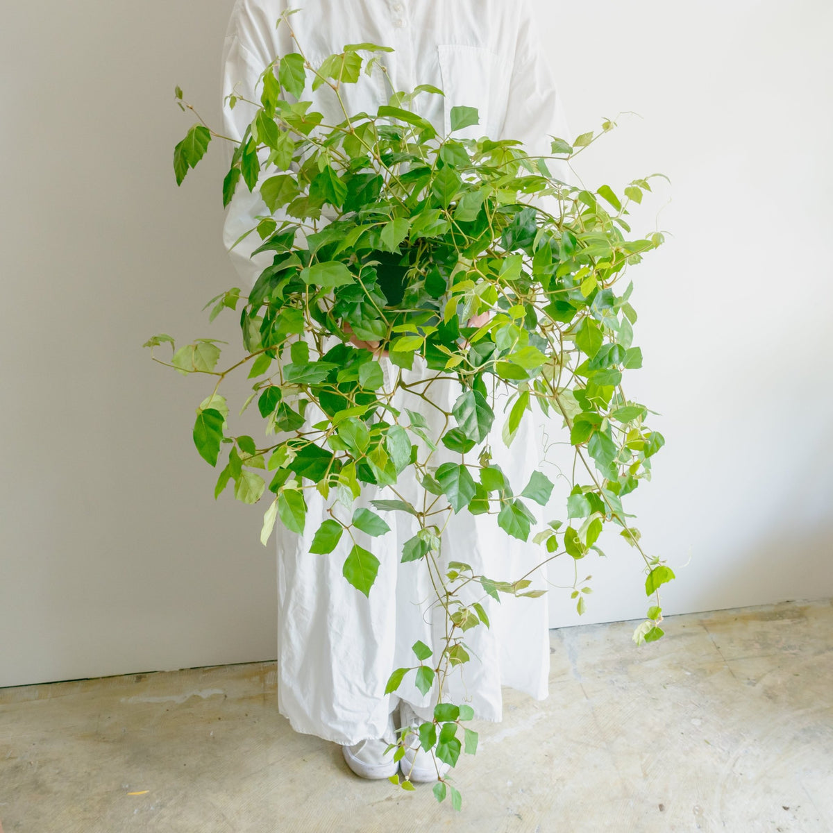 グレープアイビーをオーダーするならFlower&amp;Plants tette │ 「手から手へ、想いを運ぶフラワーショップ」【板橋駅徒歩4分】【熟練フローリスト夫婦が運営】【最短2営業日で発送】【24時間365日注文OK】【ギフトは3300円〜】フラワーギフトを手から手へ、想いを込めたブーケやアレンジメントで大切な人に感謝と愛情を。シーンや用途に合わせて選びやすい豊富な種