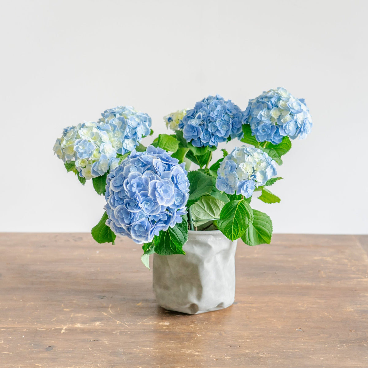 母の日 アジサイのギフトをオーダーするならFlower&amp;Plants tette │ 「手から手へ、想いを運ぶフラワーショップ」【板橋駅徒歩4分】【熟練フローリスト夫婦が運営】【最短2営業日で発送】【24時間365日注文OK】【ギフトは3300円〜】フラワーギフトを手から手へ、想いを込めたブーケやアレンジメントで大切な人に感謝と愛情を。シーンや用途に合わせて選びやすい豊富な種