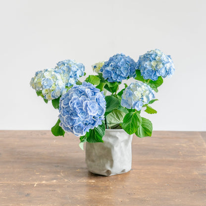 母の日 アジサイのギフトをオーダーするならFlower&amp;Plants tette │ 「手から手へ、想いを運ぶフラワーショップ」【板橋駅徒歩4分】【熟練フローリスト夫婦が運営】【最短2営業日で発送】【24時間365日注文OK】【ギフトは3300円〜】フラワーギフトを手から手へ、想いを込めたブーケやアレンジメントで大切な人に感謝と愛情を。シーンや用途に合わせて選びやすい豊富な種