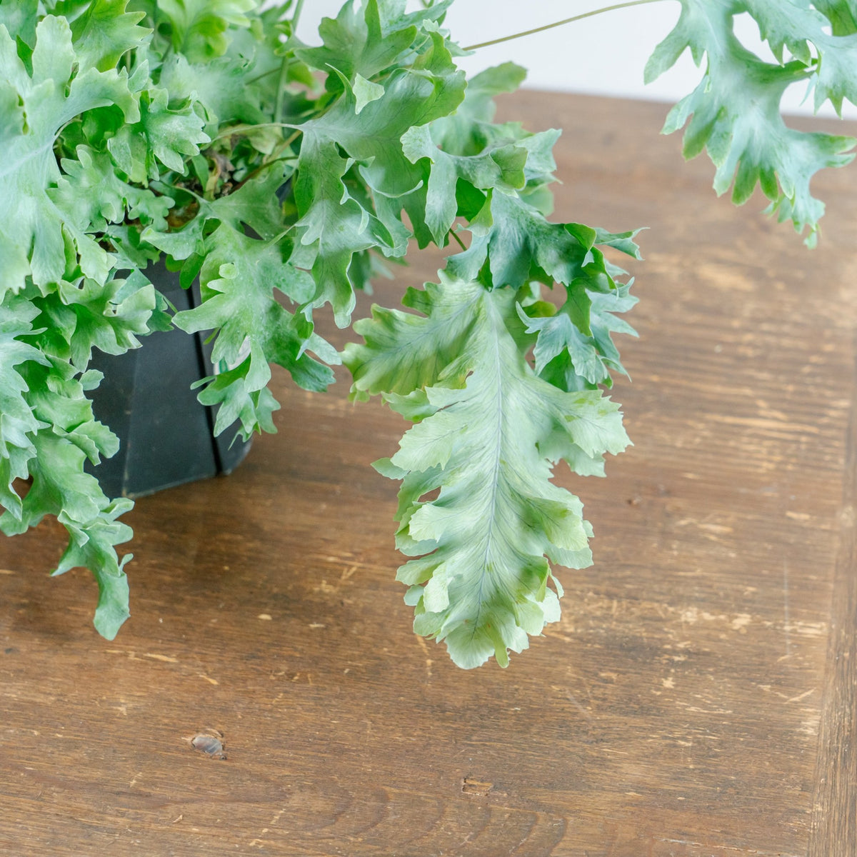 フレボディウムダバナをオーダーするならFlower&amp;Plants tette │ 「手から手へ、想いを運ぶフラワーショップ」【板橋駅徒歩4分】【熟練フローリスト夫婦が運営】【最短2営業日で発送】【24時間365日注文OK】【ギフトは3300円〜】フラワーギフトを手から手へ、想いを込めたブーケやアレンジメントで大切な人に感謝と愛情を。シーンや用途に合わせて選びやすい豊富な種