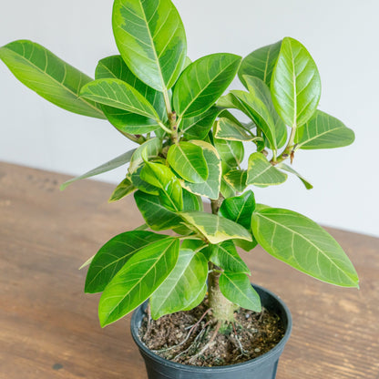 フィカス アルテシマをオーダーするならFlower&amp;Plants tette │ 「手から手へ、想いを運ぶフラワーショップ」【板橋駅徒歩4分】【熟練フローリスト夫婦が運営】【最短2営業日で発送】【24時間365日注文OK】【ギフトは3300円〜】フラワーギフトを手から手へ、想いを込めたブーケやアレンジメントで大切な人に感謝と愛情を。シーンや用途に合わせて選びやすい豊富な種