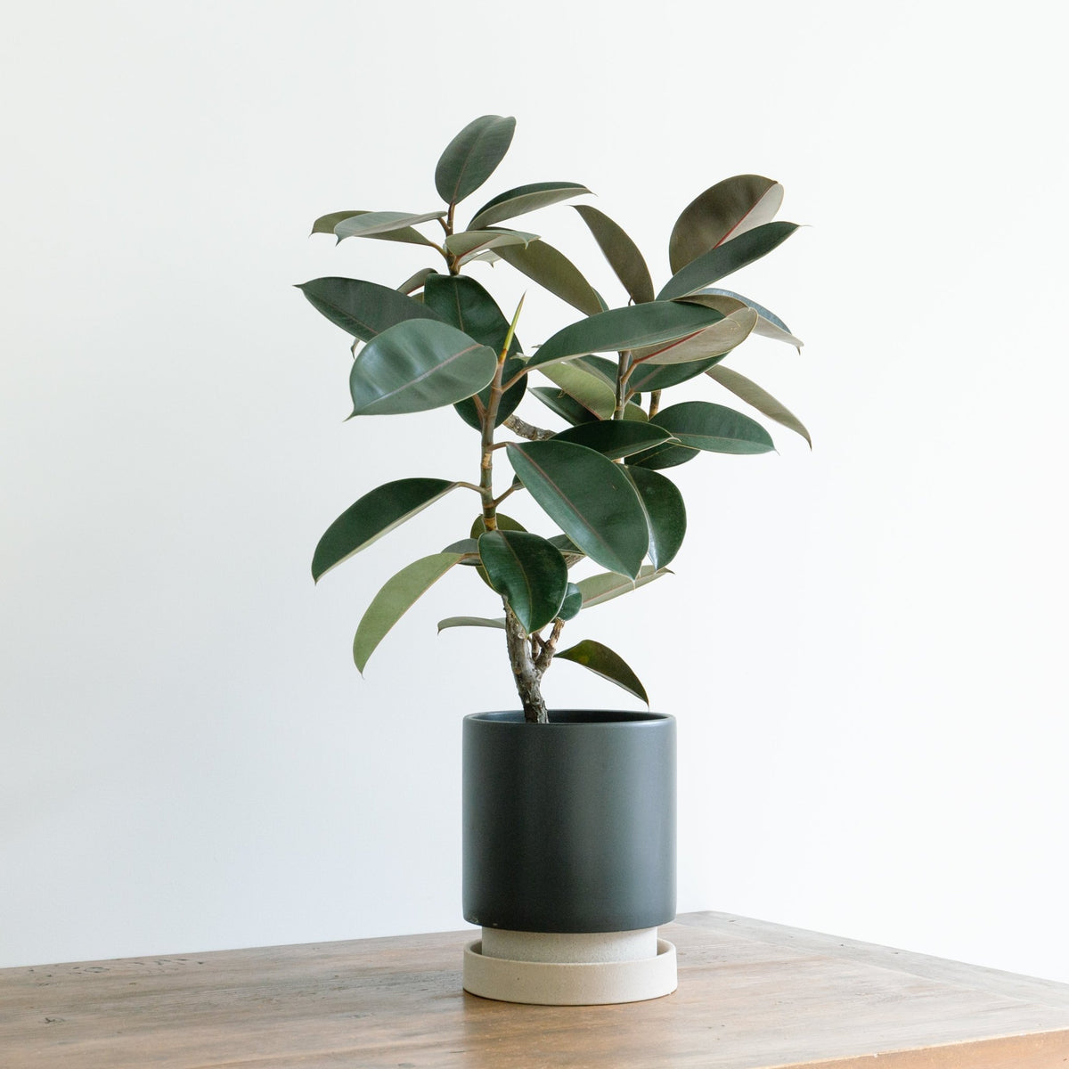 パラドックトールをオーダーするならFlower&amp;Plants tette │ 「手から手へ、想いを運ぶフラワーショップ」【板橋駅徒歩4分】【熟練フローリスト夫婦が運営】【最短2営業日で発送】【24時間365日注文OK】【ギフトは3300円〜】フラワーギフトを手から手へ、想いを込めたブーケやアレンジメントで大切な人に感謝と愛情を。シーンや用途に合わせて選びやすい豊富な種