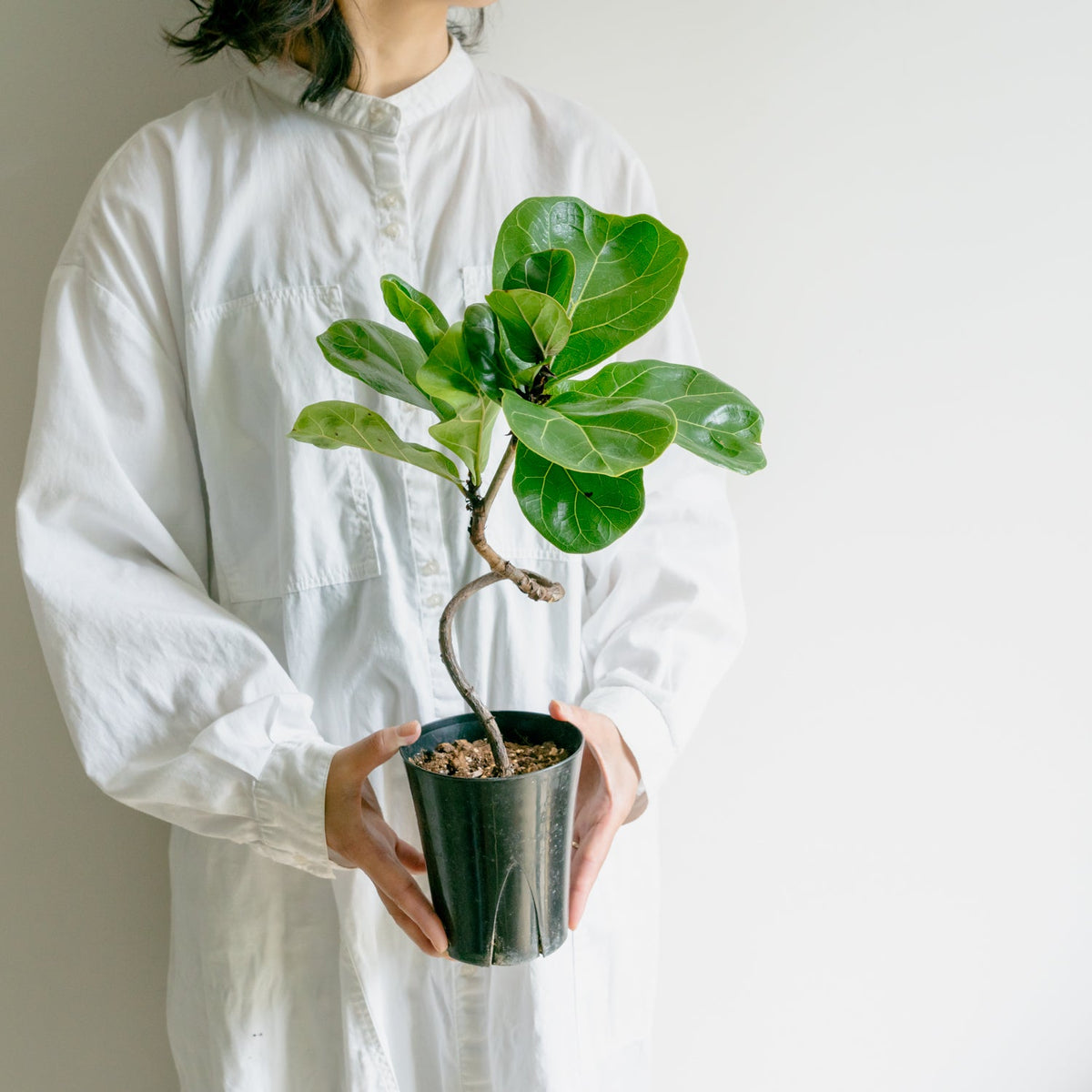 フィカス　バンビーノをオーダーするならFlower&amp;Plants tette │ 「手から手へ、想いを運ぶフラワーショップ」【板橋駅徒歩4分】【熟練フローリスト夫婦が運営】【最短2営業日で発送】【24時間365日注文OK】【ギフトは3300円〜】フラワーギフトを手から手へ、想いを込めたブーケやアレンジメントで大切な人に感謝と愛情を。シーンや用途に合わせて選びやすい豊富な種