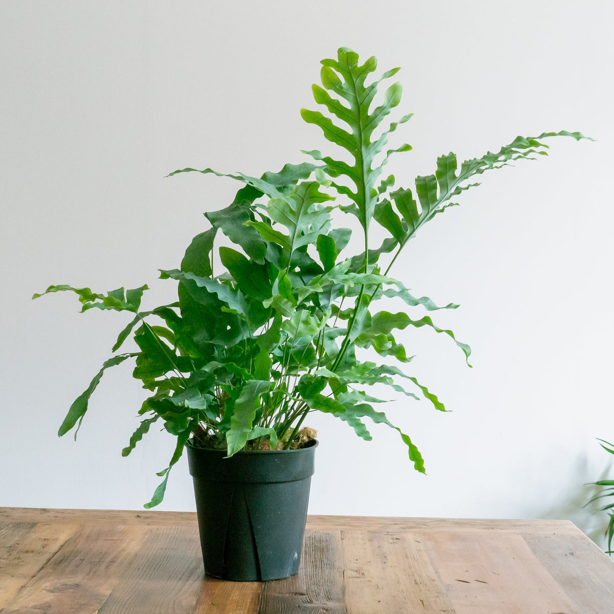 フレポディウム　ブルースターをオーダーするならFlower&amp;Plants tette │ 「手から手へ、想いを運ぶフラワーショップ」【板橋駅徒歩4分】【熟練フローリスト夫婦が運営】【最短2営業日で発送】【24時間365日注文OK】【ギフトは3300円〜】フラワーギフトを手から手へ、想いを込めたブーケやアレンジメントで大切な人に感謝と愛情を。シーンや用途に合わせて選びやすい豊富な種