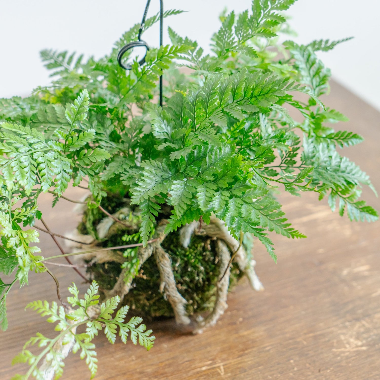 トキワシノブ苔玉をオーダーするならFlower&amp;Plants tette │ 「手から手へ、想いを運ぶフラワーショップ」【板橋駅徒歩4分】【熟練フローリスト夫婦が運営】【最短2営業日で発送】【24時間365日注文OK】【ギフトは3300円〜】フラワーギフトを手から手へ、想いを込めたブーケやアレンジメントで大切な人に感謝と愛情を。シーンや用途に合わせて選びやすい豊富な種