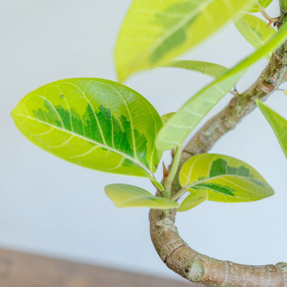 フィカス アルテシマをオーダーするならFlower&amp;Plants tette │ 「手から手へ、想いを運ぶフラワーショップ」【板橋駅徒歩4分】【熟練フローリスト夫婦が運営】【最短2営業日で発送】【24時間365日注文OK】【ギフトは3300円〜】フラワーギフトを手から手へ、想いを込めたブーケやアレンジメントで大切な人に感謝と愛情を。シーンや用途に合わせて選びやすい豊富な種