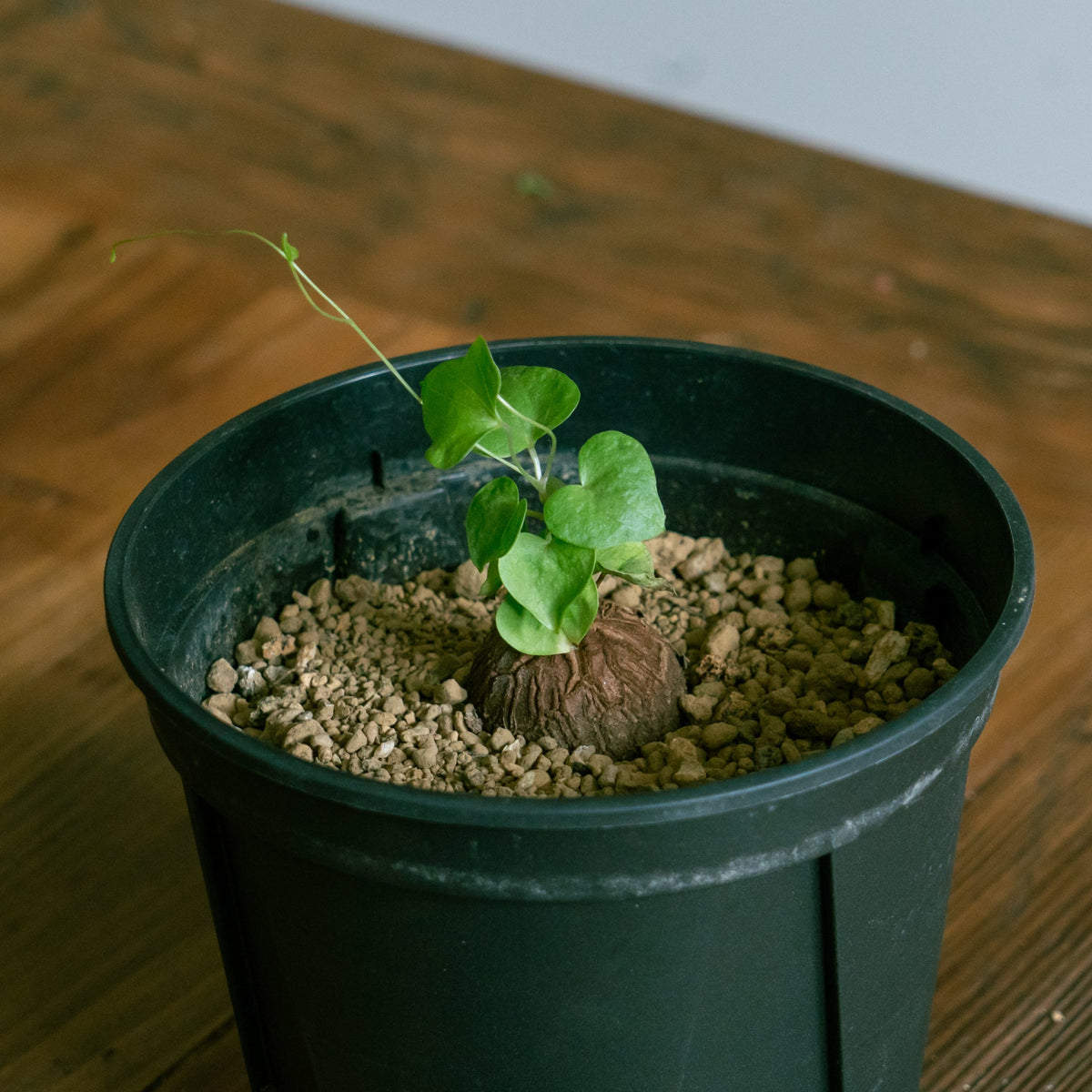 亀甲竜をオーダーするならFlower&amp;Plants tette │ 「手から手へ、想いを運ぶフラワーショップ」【板橋駅徒歩4分】【熟練フローリスト夫婦が運営】【最短2営業日で発送】【24時間365日注文OK】【ギフトは3300円〜】フラワーギフトを手から手へ、想いを込めたブーケやアレンジメントで大切な人に感謝と愛情を。シーンや用途に合わせて選びやすい豊富な種