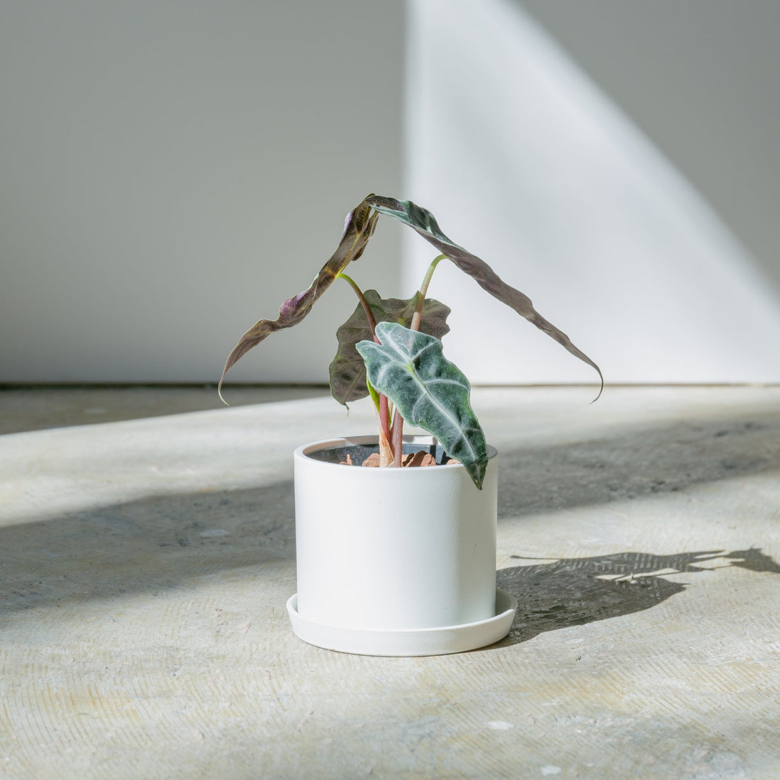 アロカシア アマゾニアをオーダーするならFlower&amp;Plants tette │ 「手から手へ、想いを運ぶフラワーショップ」【板橋駅徒歩4分】【熟練フローリスト夫婦が運営】【最短2営業日で発送】【24時間365日注文OK】【ギフトは3300円〜】フラワーギフトを手から手へ、想いを込めたブーケやアレンジメントで大切な人に感謝と愛情を。シーンや用途に合わせて選びやすい豊富な種