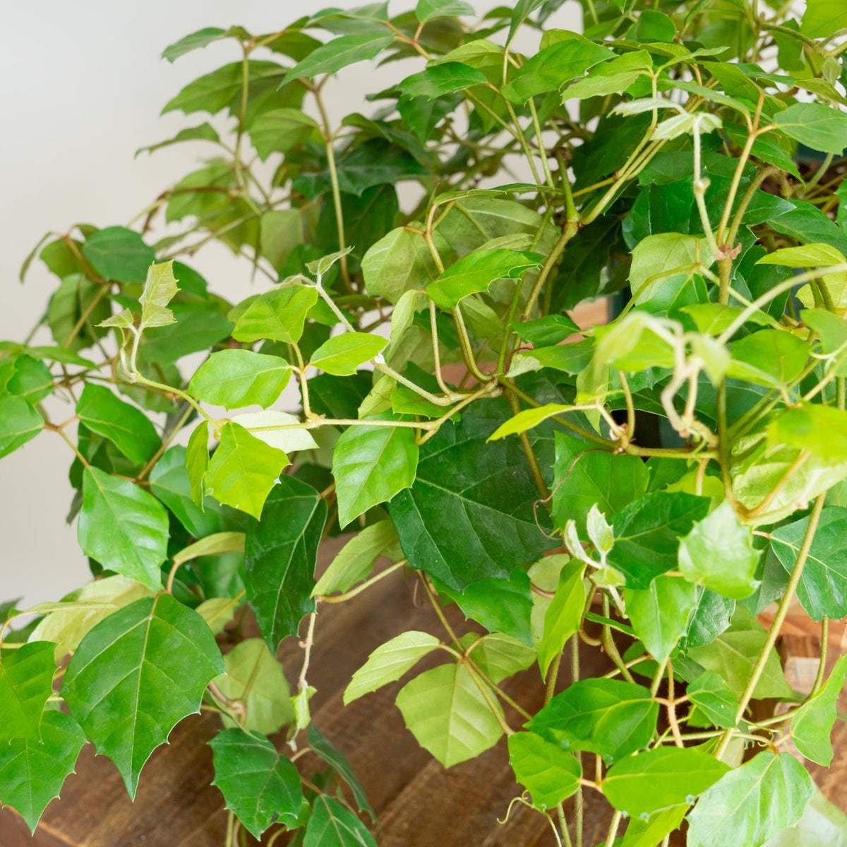 グレープアイビーをオーダーするならFlower&amp;Plants tette │ 「手から手へ、想いを運ぶフラワーショップ」【板橋駅徒歩4分】【熟練フローリスト夫婦が運営】【最短2営業日で発送】【24時間365日注文OK】【ギフトは3300円〜】フラワーギフトを手から手へ、想いを込めたブーケやアレンジメントで大切な人に感謝と愛情を。シーンや用途に合わせて選びやすい豊富な種