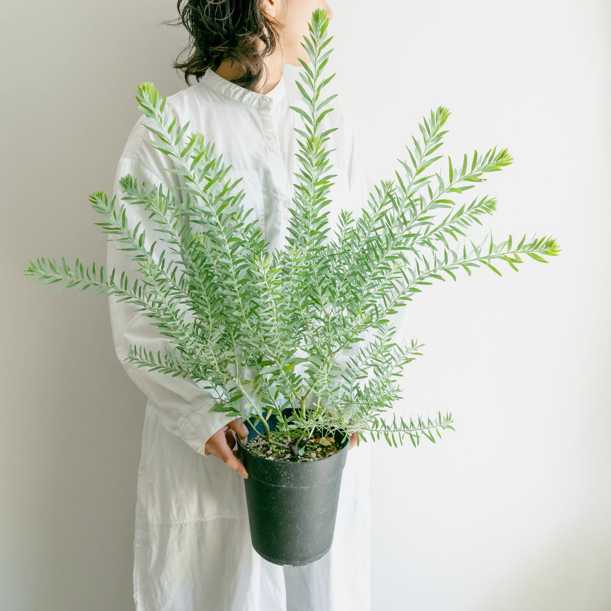アカシア ブルーブッシュをオーダーするならFlower&amp;Plants tette │ 「手から手へ、想いを運ぶフラワーショップ」【板橋駅徒歩4分】【熟練フローリスト夫婦が運営】【最短2営業日で発送】【24時間365日注文OK】【ギフトは3300円〜】フラワーギフトを手から手へ、想いを込めたブーケやアレンジメントで大切な人に感謝と愛情を。シーンや用途に合わせて選びやすい豊富な種