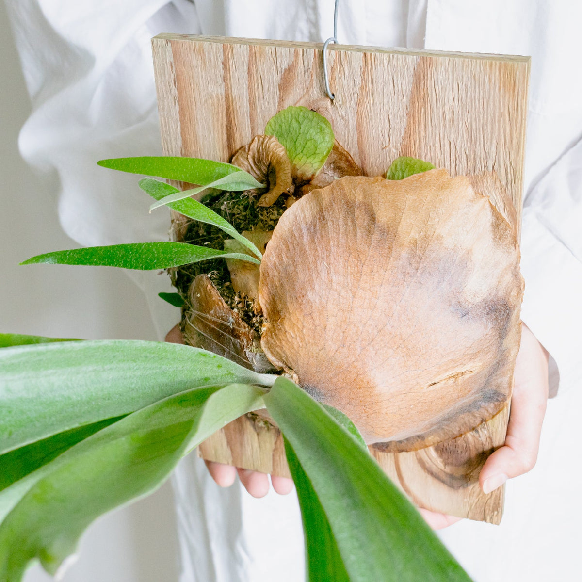 ビカクシダ　サウスシーをオーダーするならFlower&amp;Plants tette │ 「手から手へ、想いを運ぶフラワーショップ」【板橋駅徒歩4分】【熟練フローリスト夫婦が運営】【最短2営業日で発送】【24時間365日注文OK】【ギフトは3300円〜】フラワーギフトを手から手へ、想いを込めたブーケやアレンジメントで大切な人に感謝と愛情を。シーンや用途に合わせて選びやすい豊富な種