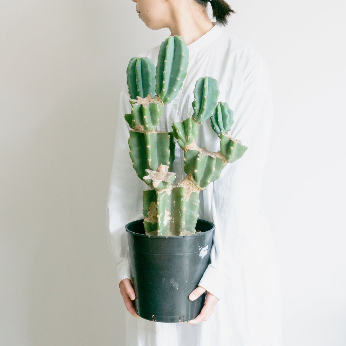 柱サボテンをオーダーするならFlower&amp;Plants tette │ 「手から手へ、想いを運ぶフラワーショップ」【板橋駅徒歩4分】【熟練フローリスト夫婦が運営】【最短2営業日で発送】【24時間365日注文OK】【ギフトは3300円〜】フラワーギフトを手から手へ、想いを込めたブーケやアレンジメントで大切な人に感謝と愛情を。シーンや用途に合わせて選びやすい豊富な種