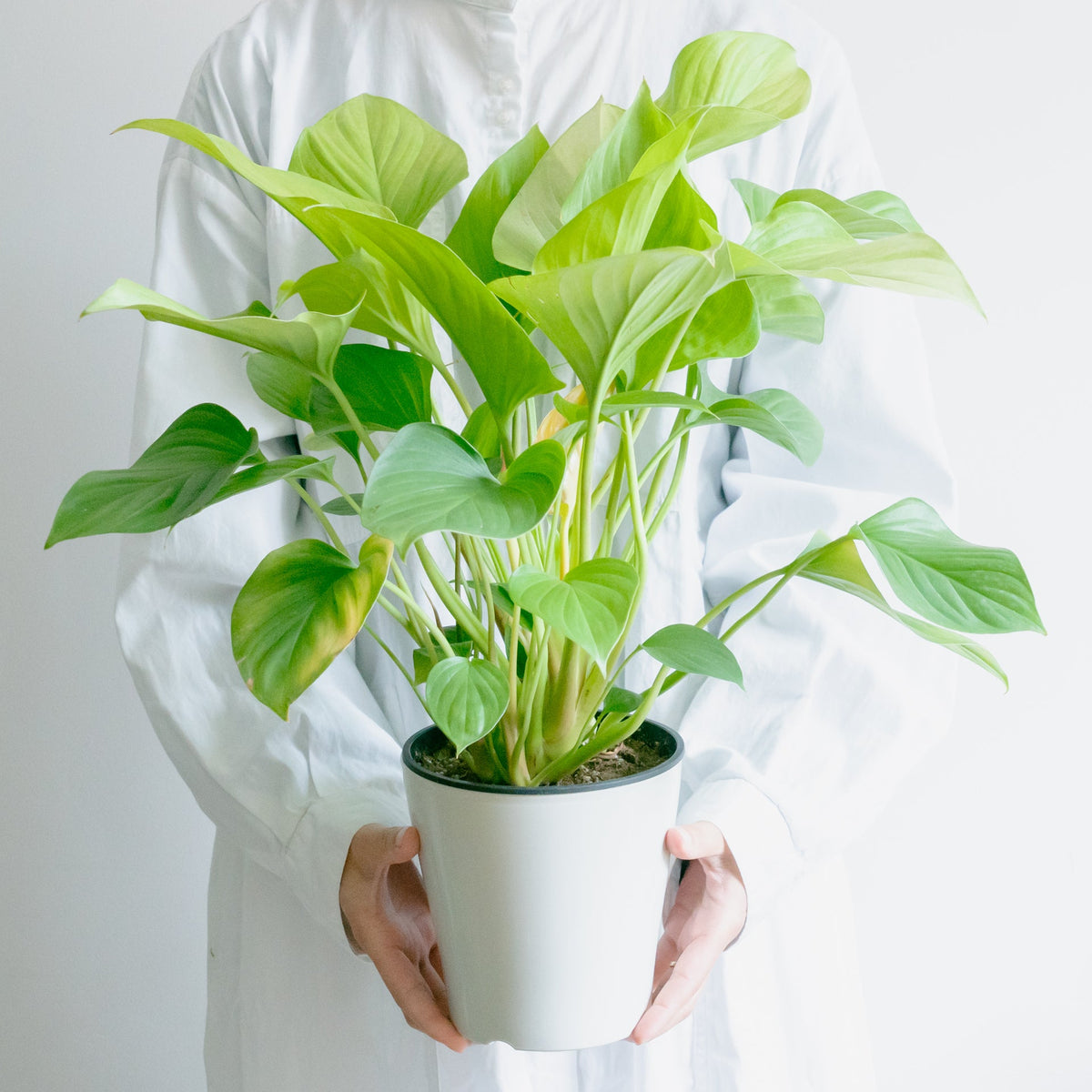 ホマロメナサンシャインジェムをオーダーするならFlower&amp;Plants tette │ 「手から手へ、想いを運ぶフラワーショップ」【板橋駅徒歩4分】【熟練フローリスト夫婦が運営】【最短2営業日で発送】【24時間365日注文OK】【ギフトは3300円〜】フラワーギフトを手から手へ、想いを込めたブーケやアレンジメントで大切な人に感謝と愛情を。シーンや用途に合わせて選びやすい豊富な種