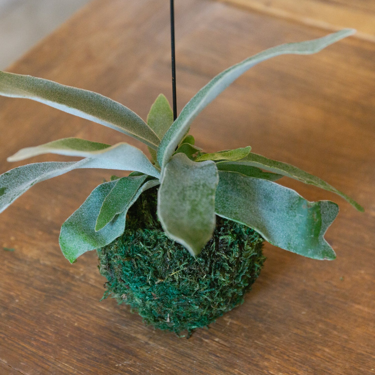 ビカクシダ　ヴィーチーをオーダーするならFlower&amp;Plants tette │ 「手から手へ、想いを運ぶフラワーショップ」【板橋駅徒歩4分】【熟練フローリスト夫婦が運営】【最短2営業日で発送】【24時間365日注文OK】【ギフトは3300円〜】フラワーギフトを手から手へ、想いを込めたブーケやアレンジメントで大切な人に感謝と愛情を。シーンや用途に合わせて選びやすい豊富な種