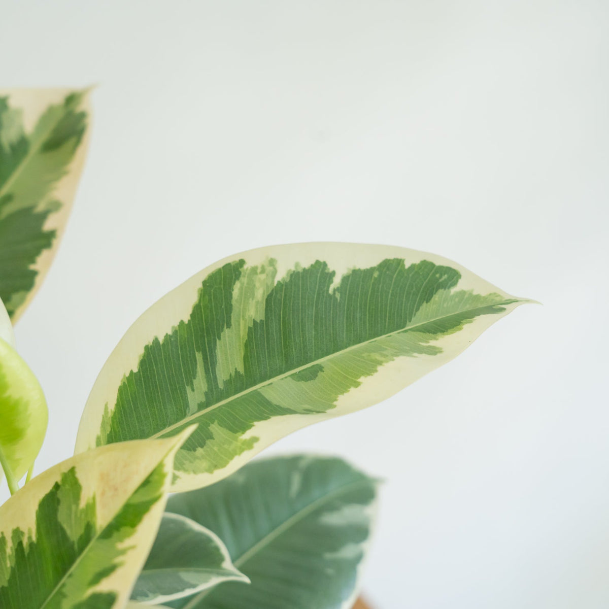 フィカス ティネケをオーダーするならFlower&amp;Plants tette │ 「手から手へ、想いを運ぶフラワーショップ」【板橋駅徒歩4分】【熟練フローリスト夫婦が運営】【最短2営業日で発送】【24時間365日注文OK】【ギフトは3300円〜】フラワーギフトを手から手へ、想いを込めたブーケやアレンジメントで大切な人に感謝と愛情を。シーンや用途に合わせて選びやすい豊富な種
