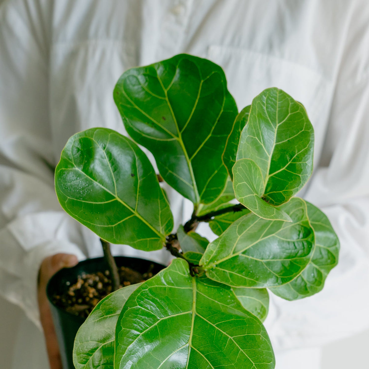 フィカス　バンビーノをオーダーするならFlower&amp;Plants tette │ 「手から手へ、想いを運ぶフラワーショップ」【板橋駅徒歩4分】【熟練フローリスト夫婦が運営】【最短2営業日で発送】【24時間365日注文OK】【ギフトは3300円〜】フラワーギフトを手から手へ、想いを込めたブーケやアレンジメントで大切な人に感謝と愛情を。シーンや用途に合わせて選びやすい豊富な種