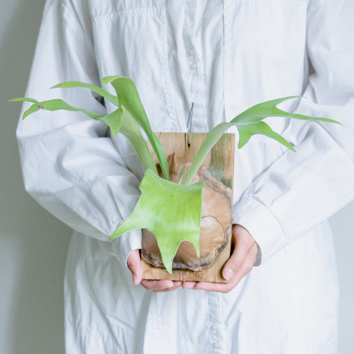 ビカクシダ　ヒリーをオーダーするならFlower&amp;Plants tette │ 「手から手へ、想いを運ぶフラワーショップ」【板橋駅徒歩4分】【熟練フローリスト夫婦が運営】【最短2営業日で発送】【24時間365日注文OK】【ギフトは3300円〜】フラワーギフトを手から手へ、想いを込めたブーケやアレンジメントで大切な人に感謝と愛情を。シーンや用途に合わせて選びやすい豊富な種