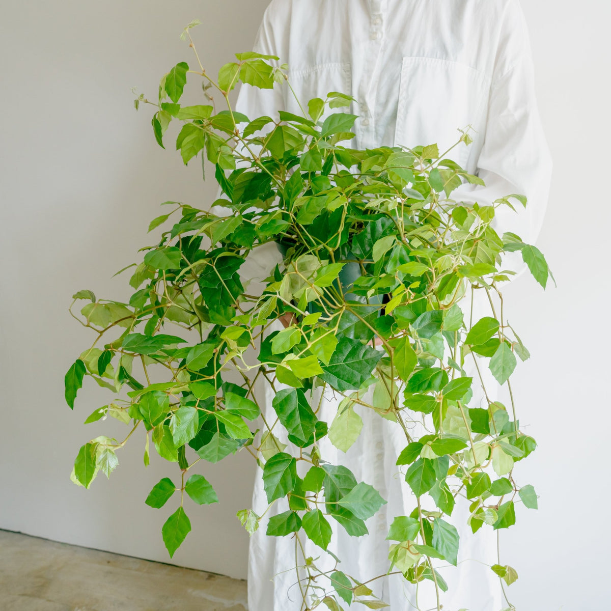 グレープアイビーをオーダーするならFlower&amp;Plants tette │ 「手から手へ、想いを運ぶフラワーショップ」【板橋駅徒歩4分】【熟練フローリスト夫婦が運営】【最短2営業日で発送】【24時間365日注文OK】【ギフトは3300円〜】フラワーギフトを手から手へ、想いを込めたブーケやアレンジメントで大切な人に感謝と愛情を。シーンや用途に合わせて選びやすい豊富な種