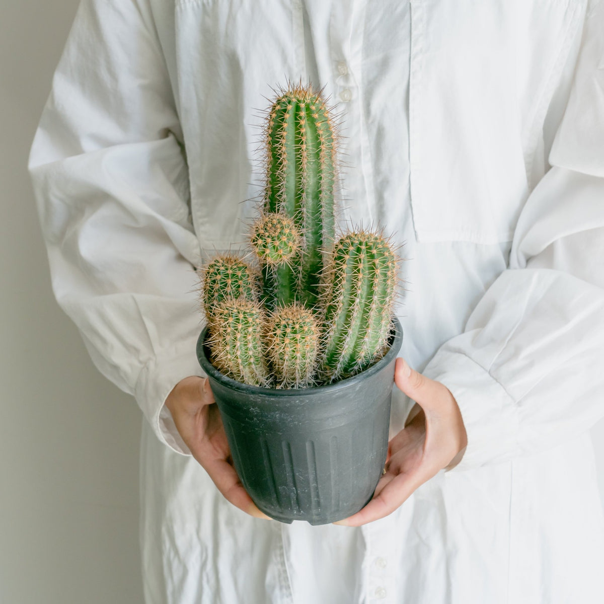 サボテン 輝陽丸をオーダーするならFlower&amp;Plants tette │ 「手から手へ、想いを運ぶフラワーショップ」【板橋駅徒歩4分】【熟練フローリスト夫婦が運営】【最短2営業日で発送】【24時間365日注文OK】【ギフトは3300円〜】フラワーギフトを手から手へ、想いを込めたブーケやアレンジメントで大切な人に感謝と愛情を。シーンや用途に合わせて選びやすい豊富な種