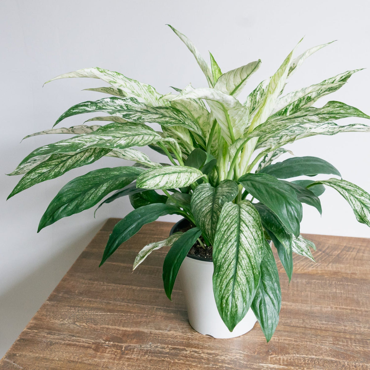 スパティフィラム・センセーション　バリエガータをオーダーするならFlower&amp;Plants tette │ 「手から手へ、想いを運ぶフラワーショップ」【板橋駅徒歩4分】【熟練フローリスト夫婦が運営】【最短2営業日で発送】【24時間365日注文OK】【ギフトは3300円〜】フラワーギフトを手から手へ、想いを込めたブーケやアレンジメントで大切な人に感謝と愛情を。シーンや用途に合わせて選びやすい豊富な種