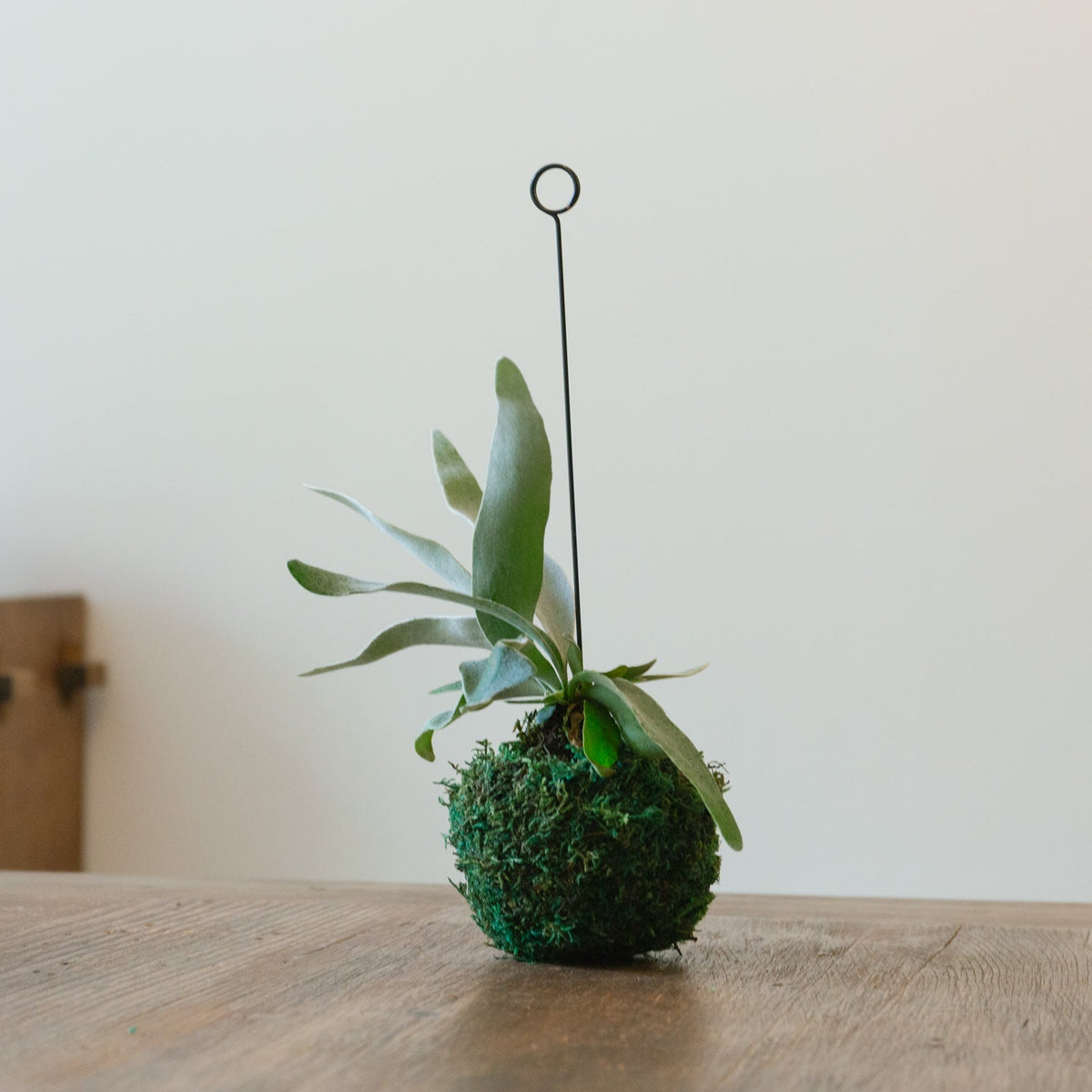ビカクシダ　ヴィーチーをオーダーするならFlower&amp;Plants tette │ 「手から手へ、想いを運ぶフラワーショップ」【板橋駅徒歩4分】【熟練フローリスト夫婦が運営】【最短2営業日で発送】【24時間365日注文OK】【ギフトは3300円〜】フラワーギフトを手から手へ、想いを込めたブーケやアレンジメントで大切な人に感謝と愛情を。シーンや用途に合わせて選びやすい豊富な種