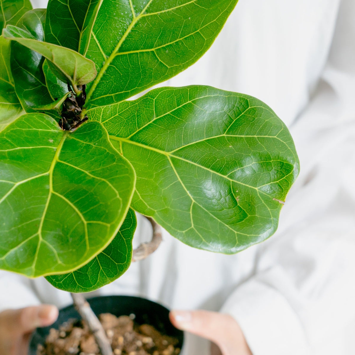フィカス　バンビーノをオーダーするならFlower&amp;Plants tette │ 「手から手へ、想いを運ぶフラワーショップ」【板橋駅徒歩4分】【熟練フローリスト夫婦が運営】【最短2営業日で発送】【24時間365日注文OK】【ギフトは3300円〜】フラワーギフトを手から手へ、想いを込めたブーケやアレンジメントで大切な人に感謝と愛情を。シーンや用途に合わせて選びやすい豊富な種